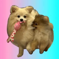 ミルモとポン! (@mirumo__pon) 's Twitter Profile Photo ミルモとポン! (@mirumo__pon) 's Twitter Profile Photo
