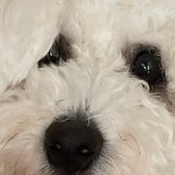 aitaso41's profile picture. 漫画と猫とホラーと家族がすきな女。 マッツ・ミケルセンが推し🩸🦌  フォゼ尾飼いになりましたꫛꫀꪝ✧‧˚ 好きなのがあるとRTと♡ガンガンしてる。たまに日常呟く