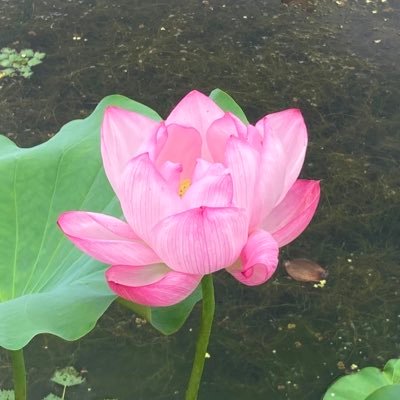 hahahasunohana's profile picture. 夢はアロマとろうそくのお店を開くこと🕯／東京通信大学5期生(卒)