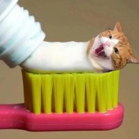 OrichiHon挤牙猫 (@orichihon71497) 's Twitter Profile Photo