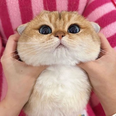 oreo_6622's profile picture. Crypto curious