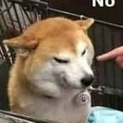 poyocooo's profile picture. 