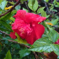 ヤン (@yan_yan_513) Twitter profile photo