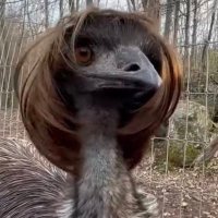 Tequila mockingbird (@followlonga) 's Twitter Profile Photo Tequila mockingbird (@followlonga) 's Twitter Profile Photo