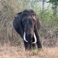 Harish #Savesoil (@harish02007) 's Twitter Profile Photo Harish #Savesoil (@harish02007) 's Twitter Profile Photo