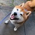 柴犬をもふもふもふもふもふもふしたいな (@shibainumedero) Twitter profile photo 柴犬をもふもふもふもふもふもふしたいな (@shibainumedero) Twitter profile photo