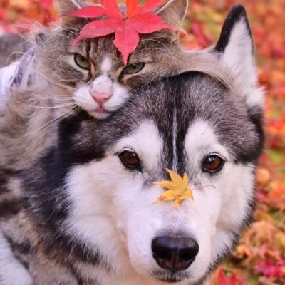 airu_esfjt's profile picture. 06/ボイフェムその時による/レズ、バイ、パンとかそこらへん/友達欲しい/関東