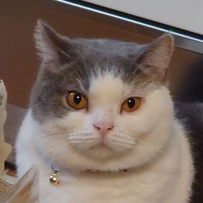 o_shiratama's profile picture. ねこ：
しらたまくん／マンチカン／5歳♂／5kg