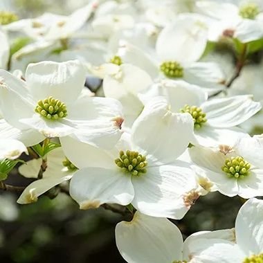 mintcheesekoko's profile picture. とっくに成人済なオタク女のオタク垢兼取引垢です。
最近はトワウォ沼におります。
よろしくお願いいたします。