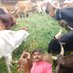 गौसेवक राष्ट्रभक्त (@gausevakpawan) Twitter profile photo गौसेवक राष्ट्रभक्त (@gausevakpawan) Twitter profile photo
