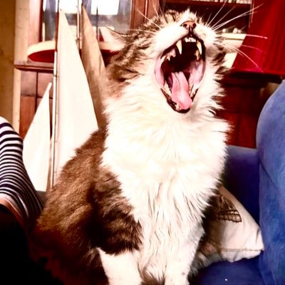 Hodge5508662601's profile picture. Fuck the fash. Exhausted by the ignorance and insanity. #nopasaran.