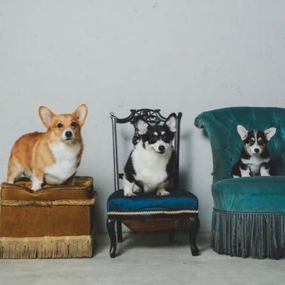 ウェルスターレッドコーギー犬舎 Profile