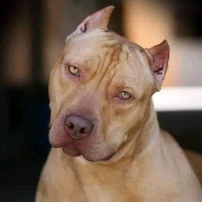 Pitbulls and their humans: The ultimate bond.What's your favorite thing about pitbulls? Tag a friend who can't resist a pitbull's charm.