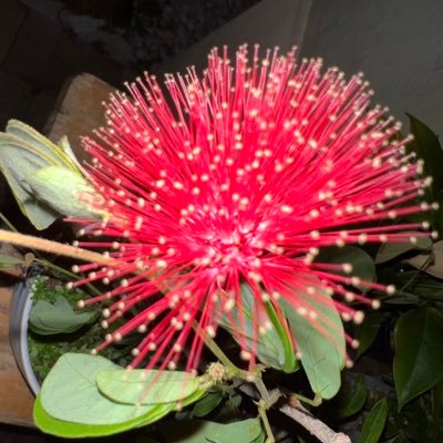 CuracaoKid_'s profile picture. Don’t just “collab”, create partnerships 🤝