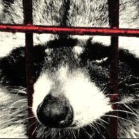 Polar (@impolarr) 's Twitter Profile