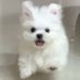 天天睡不醒 (@shenhao000) Twitter profile photo 天天睡不醒 (@shenhao000) Twitter profile photo