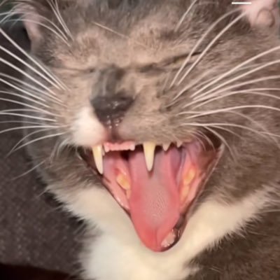 LEJAHAH's profile picture. 
