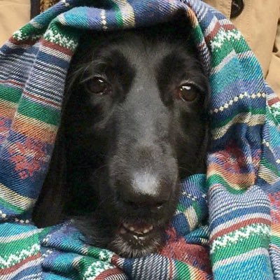 DavidHuoyaofei's profile picture. 