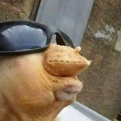 kitoko_mob50877's profile picture. 