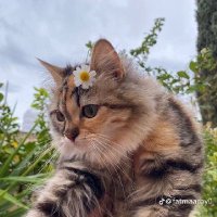 Menna Mohamed🧚🏻♀️❤️ (@mennamohmed381) 's Twitter Profile