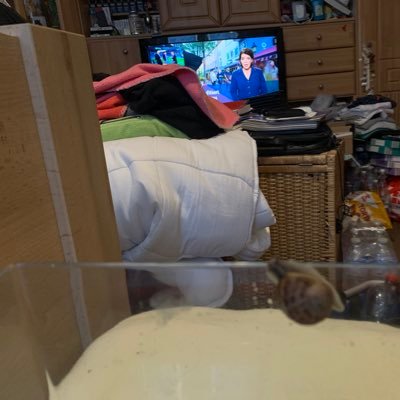 Ich bin eine echte Schnecke; nicht die Schnecke auf dem Bildschirm. Folgt mir.