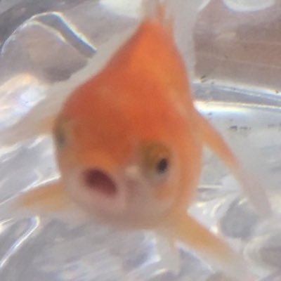 Prismoさんのプロフィール画像