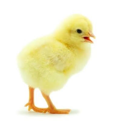 ぴよさんのプロフィール画像