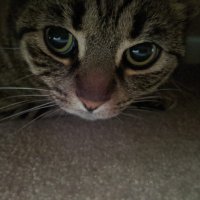 Lahaan (@lahanlal) 's Twitter Profile