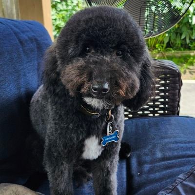 Qillir1's profile picture. qillir.cro