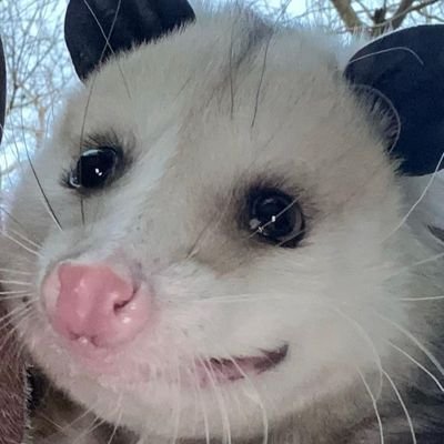 Ich bin müde auf die Welt gekommen / forced to be silly / log fan Account / barbecue squirrel. 🖤