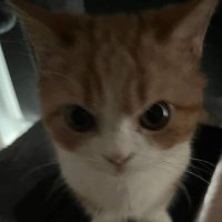 Darkay_PE (@dark__131) 's Twitter Profile