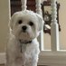 Susan D. Smith (@muffie85260) Twitter profile photo Susan D. Smith (@muffie85260) Twitter profile photo