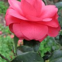 Diane Keyes - @dikeyes - Twitter