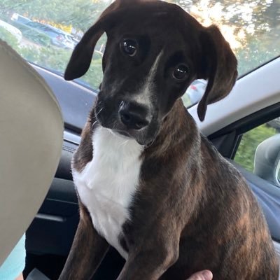 TobiasBoxer's profile picture. 