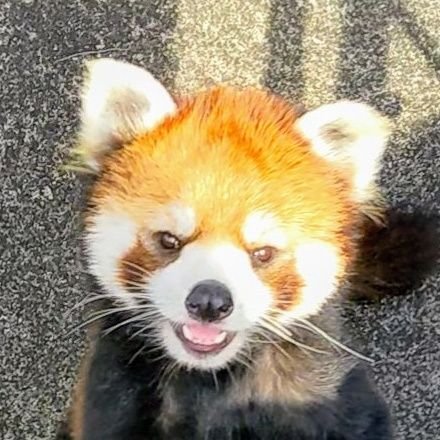 IkurjbXeYxErUEh's profile picture. かわぱん。より改名しました！
大島のピースケ推し！！　2023/02/18ピースケと初対面🥰　突然のフォローやRTお許しください🙏