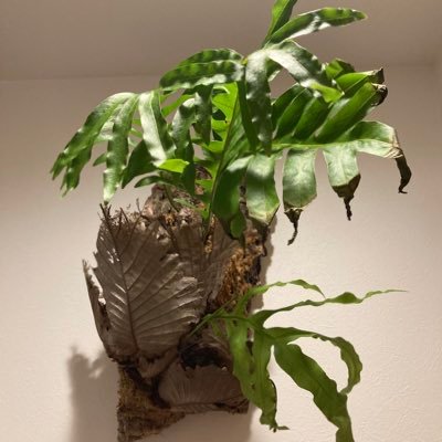 チベさんのプロフィール画像