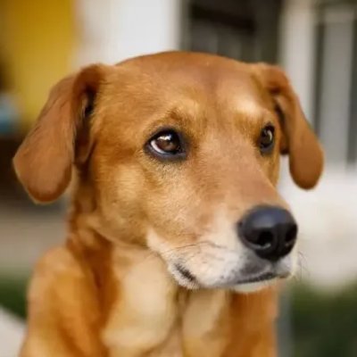 Flrpt1's profile picture. Procurando despertar para a verdade os que ainda dormem na ilusão chamada Bolsonarismo.