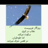 eagle (@masoud78114486) 's Twitter Profile