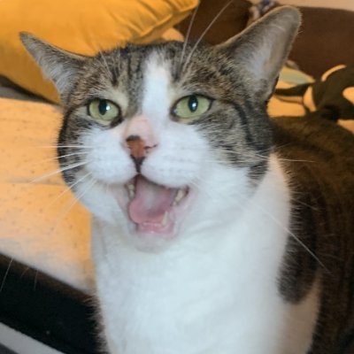 saiiiducc's profile picture. Rel for short~ eepy enby. it/they/she. Love chatting and meeting new people, DMs open! Moth