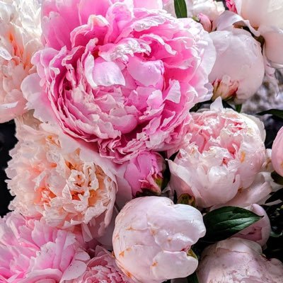 prettypeony27's profile picture. 