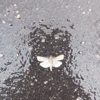 Nonšalantní Bonviván (@nonsalantnib) 's Twitter Profile