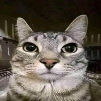 Mogeuwuwuu (@tofukira) 's Twitter Profile