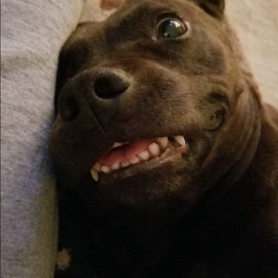 just_guy42759's profile picture. No Private Messages/DM's
MAGA 🇺🇸 
🤙🐔 Go Cocks! 🐓 🤙
I am filthy rich and need no extra income and don't care about Bitcoin. My wife says no porn also.IFBAP