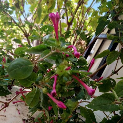 mod_rida's profile picture. 