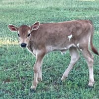 CowLivesMatter (@protesterlone) 's Twitter Profile Photo CowLivesMatter (@protesterlone) 's Twitter Profile Photo