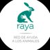 RAYA Ⓥ (@somosraya) Twitter profile photo RAYA Ⓥ (@somosraya) Twitter profile photo