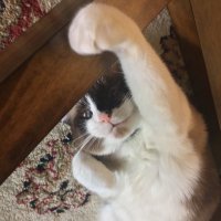 Black Cat Franco (@blackcatfranco) Twitter profile photo