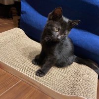 おぬどん (@ic9s6) 's Twitter Profile