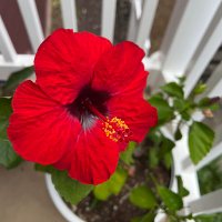 BallentineM (@1776_supporter) 's Twitter Profile