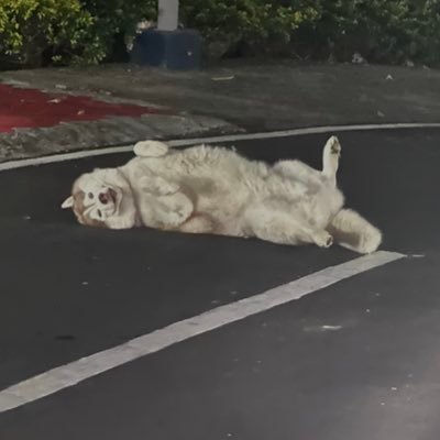 crocubotrails's profile picture. 